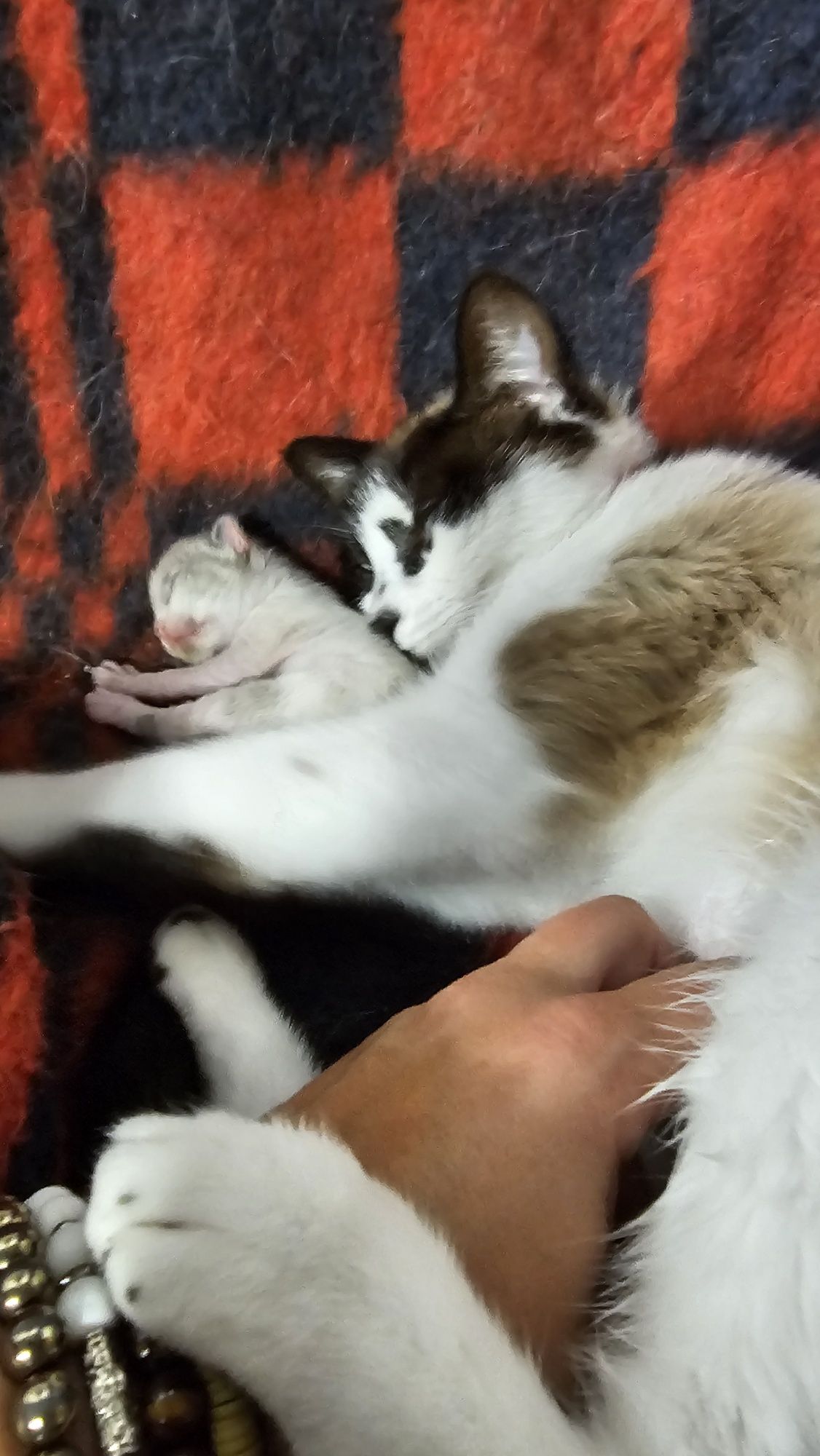 Dao se gatinhos nas primeiras semanas de Setembro,