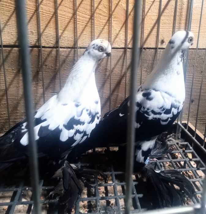 Motyle warszawskie i pocztowe