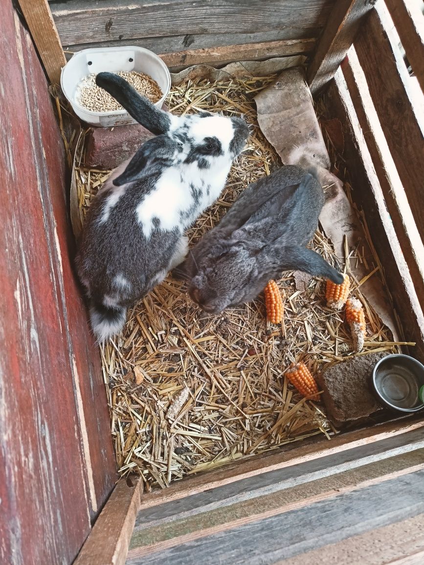 Sprzedam króliki hodowlane zadbane dobrze wykarmione