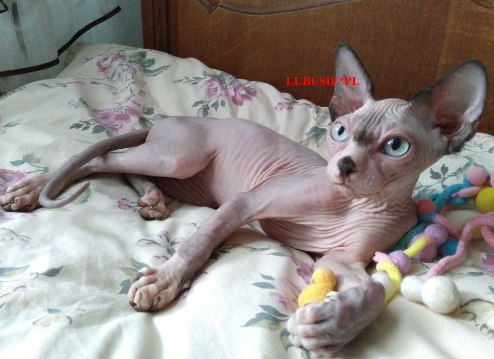 LUBUSIE*PL - Sfinks Kanadyjski biało - liliowy - gotowy do odbioru