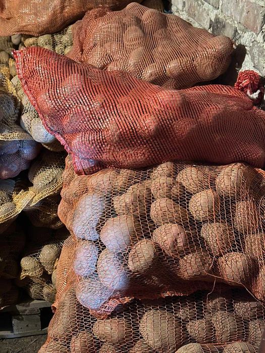 Ziemniaki Belaroza bez chemii, tradycyjna uprawa! Lusina k. Kraków