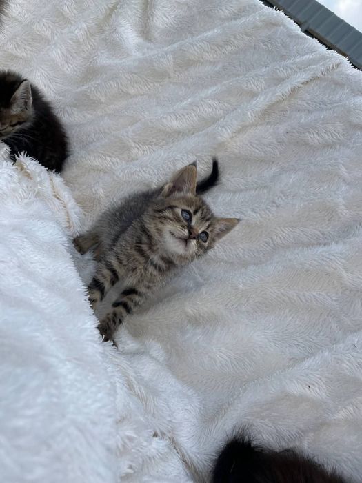 Котенята