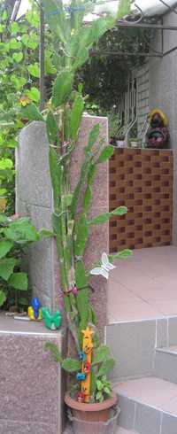 Опунция могучая (Opuntia robusta) – древовидный кактус.