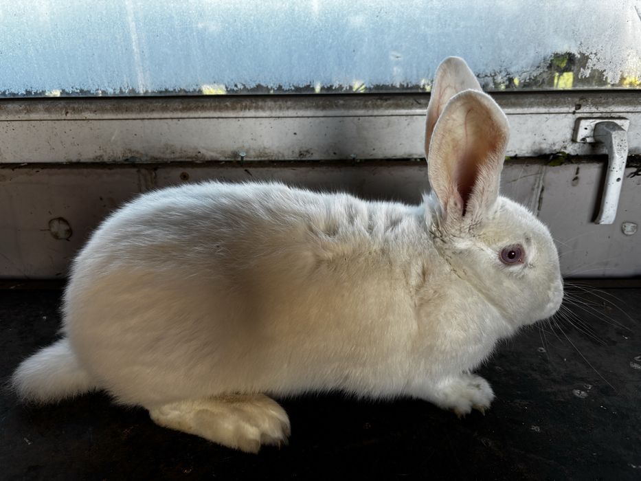 samica krolika mieszanca