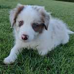 Border Collie RED MERLE - chłopiec