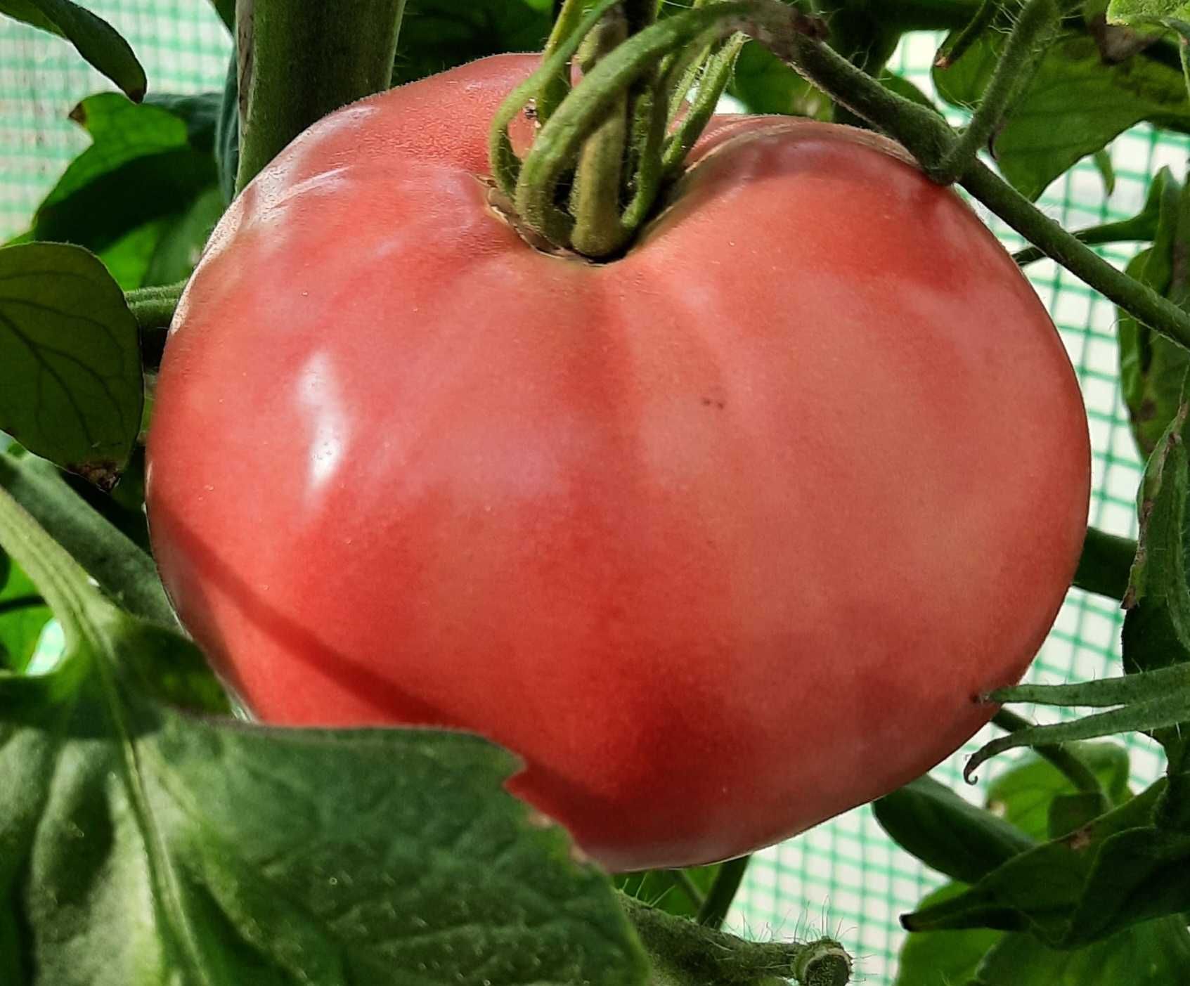 pomidor Faworyt nasiona kolekcjonerskie