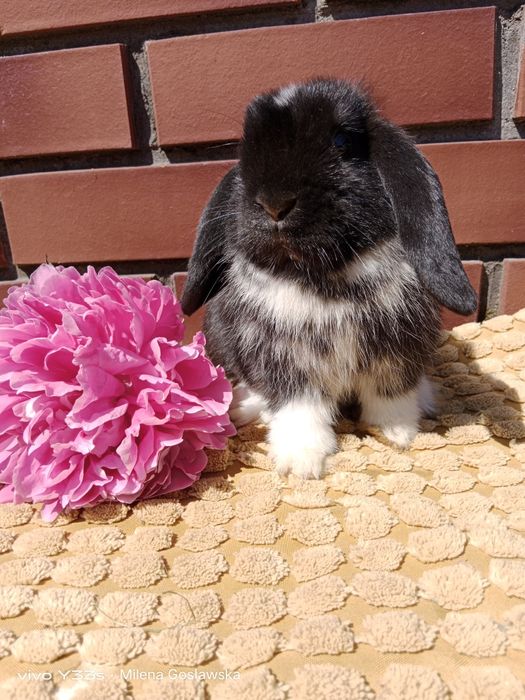 Mini lop, królik miaturka, króliczek baranek, karzełek