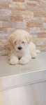 Caniche macho lindo