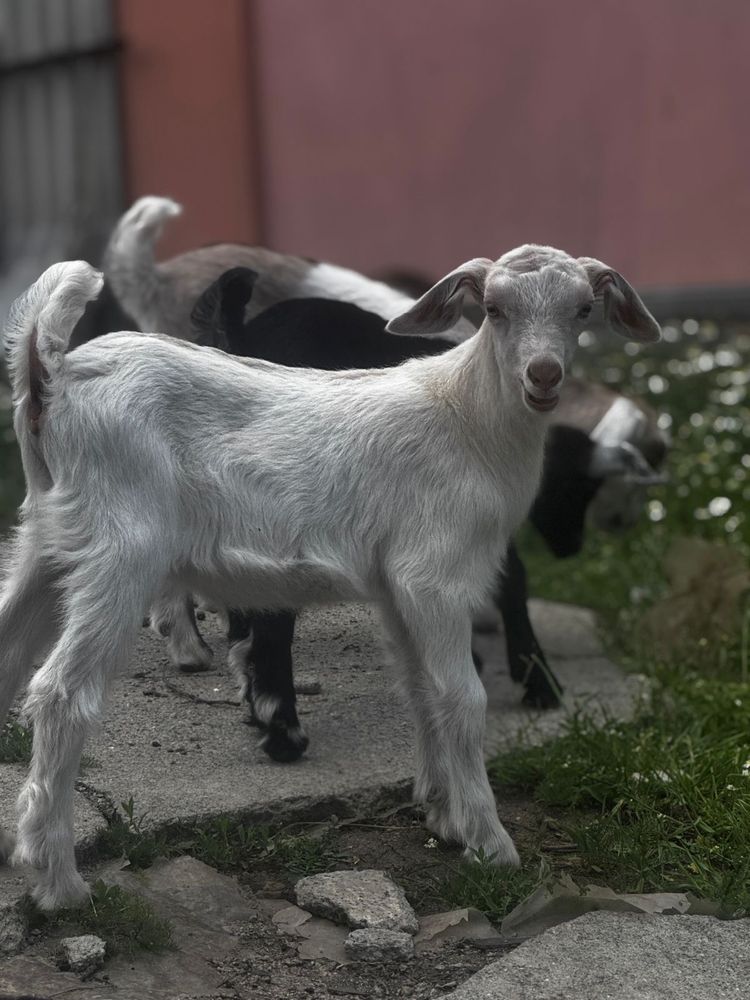 Продам Англо-нубийскую козу