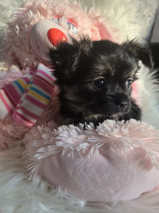 Śliczna długowłosa suczka rasy Chihuahua