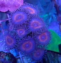 Koralowiec, Zoanthus spp_9.premium,morskie