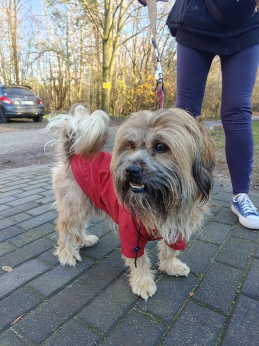 Śliczny młody piesek Adaś  do adopcji  ze schroniska.