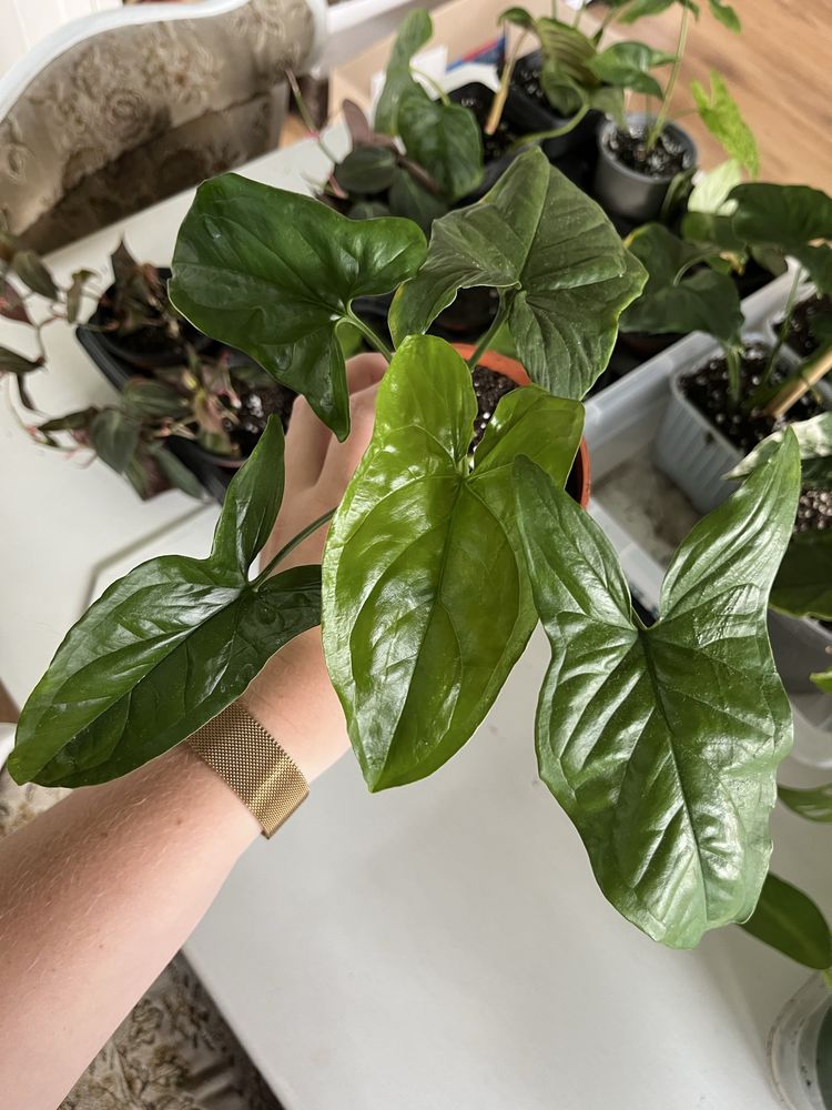 Syngonium emerald gem variegata regres