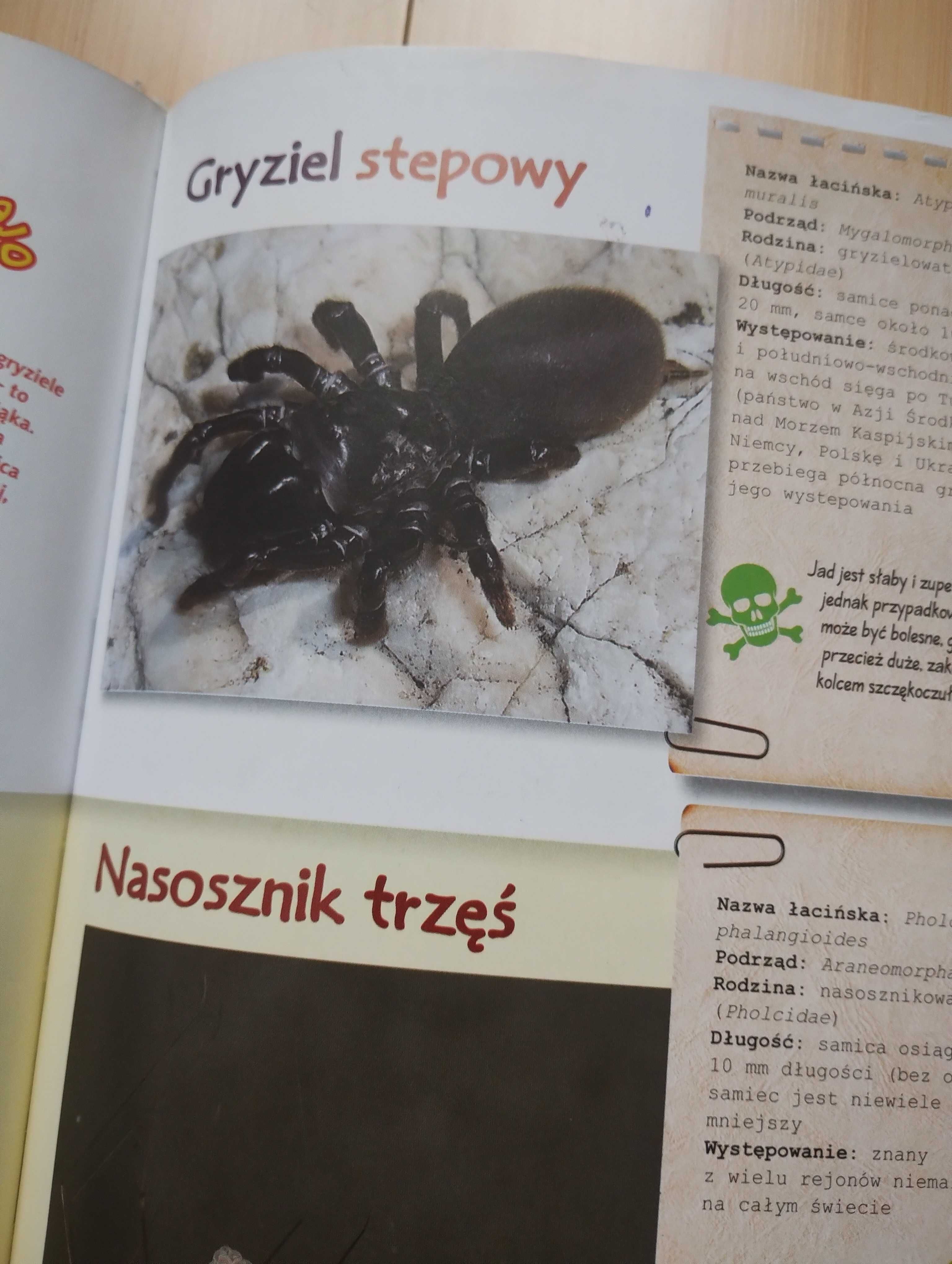 Ł. Przybyłowicz - Atlas pająków : chcecie pogadać w sieci?