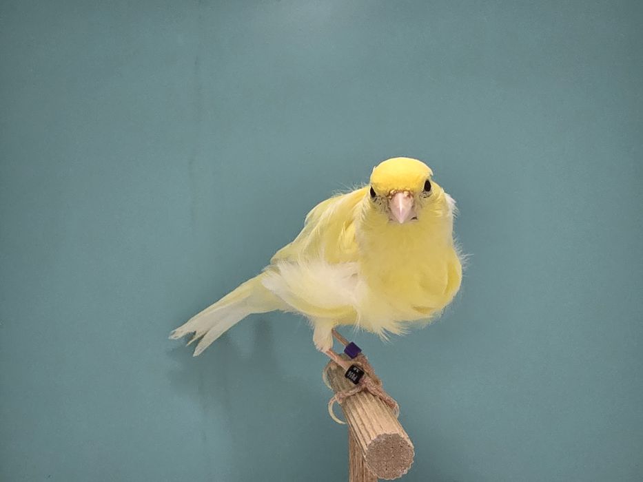 Samiec fiorino 2025 gladki