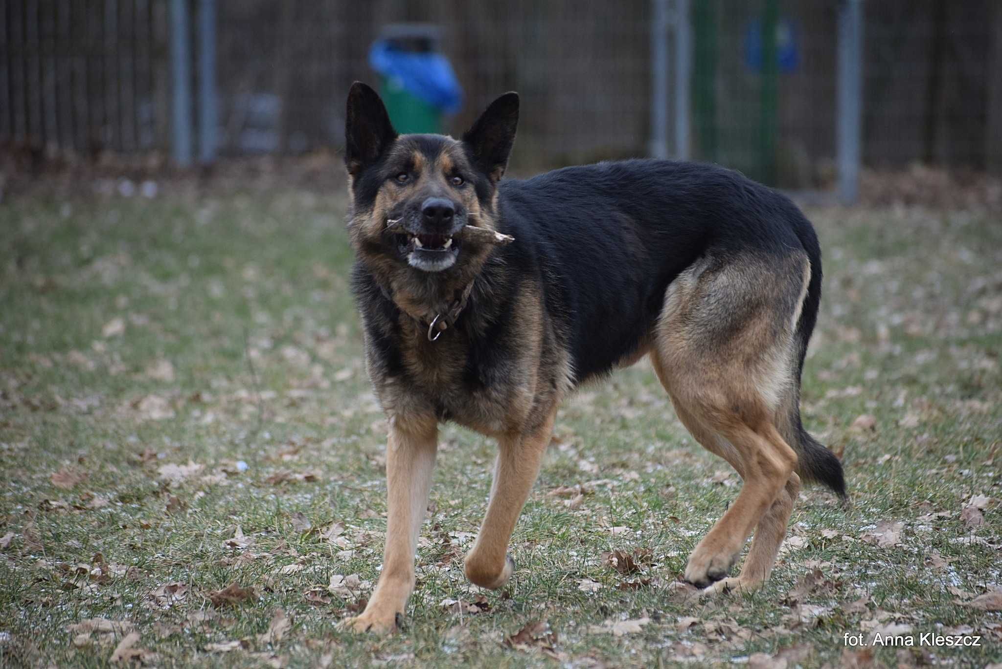 Astor 4-5 lat owczarek niemiecki gotowy do adopcji