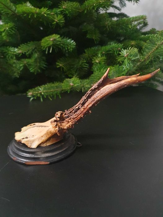 Poroże sarny jelenia koziołka PRL na desce parostki