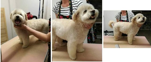 Kurs psi fryzjer , szkolenie groomerskie, kurs strzyżenia psów
