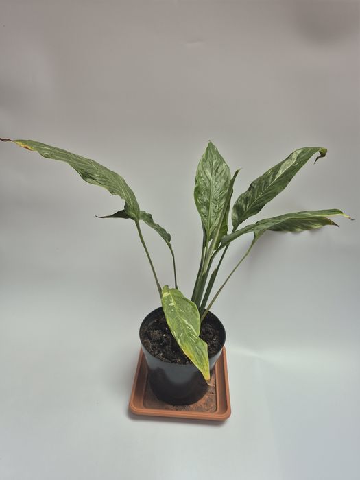 Skrzydłokwiat variegata