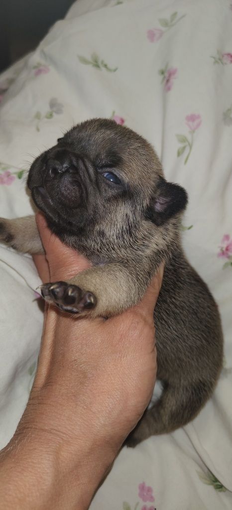 Buldog francuski suczka