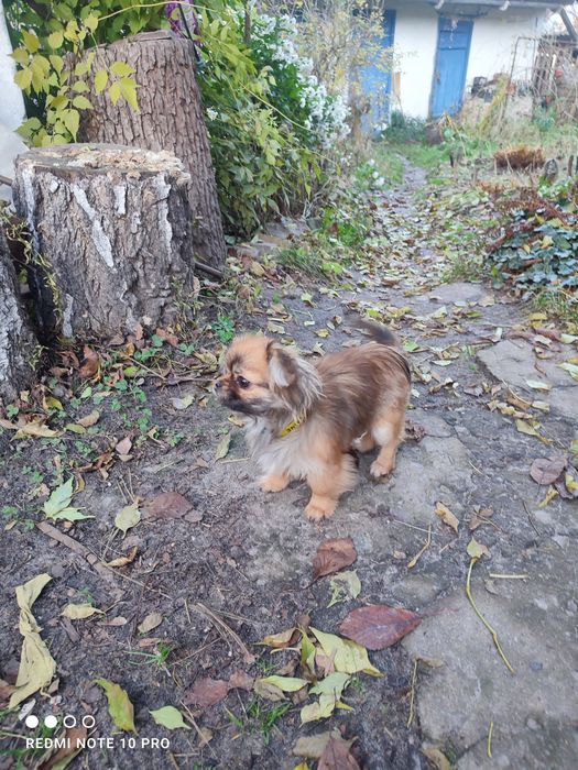 Карликовий пекінес