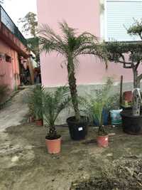 Palmeira roebelenii