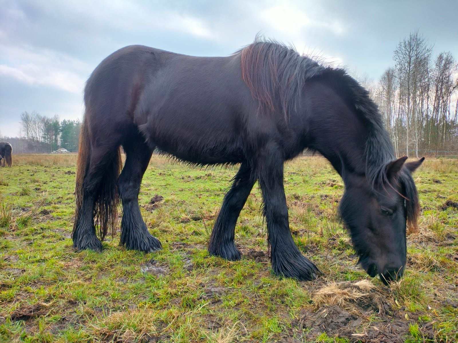 Irish cob 2 kłaczki dwulatki