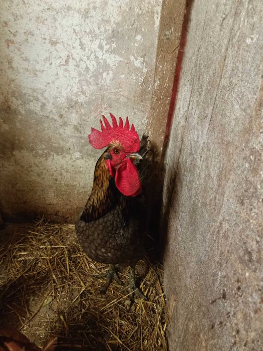 Sprzedam koguta srebrnego