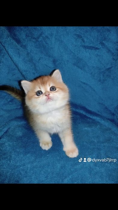 Мега ласкови хлопчики золотої шиншили чекають на родину