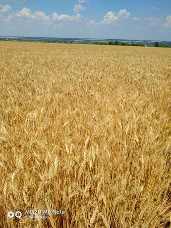 Продам пшеницу новый урожай Днепровский район