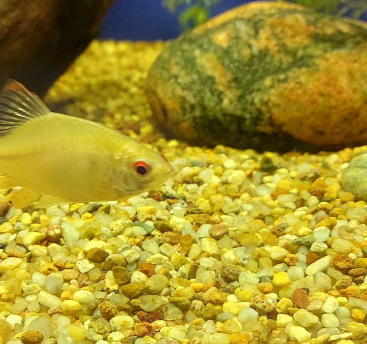 Rybki Tęczanki 4-5cm