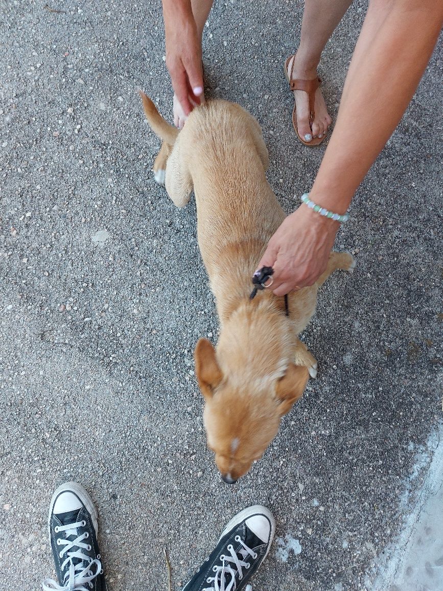 Cão macho com cerca de 1 ano