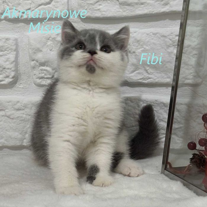 Kot brytyjski bicolor biało-niebieski z rodowodem FPL