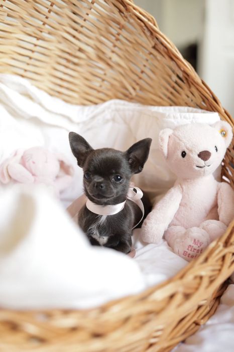 Niebieska sunia chihuahua  XS fci