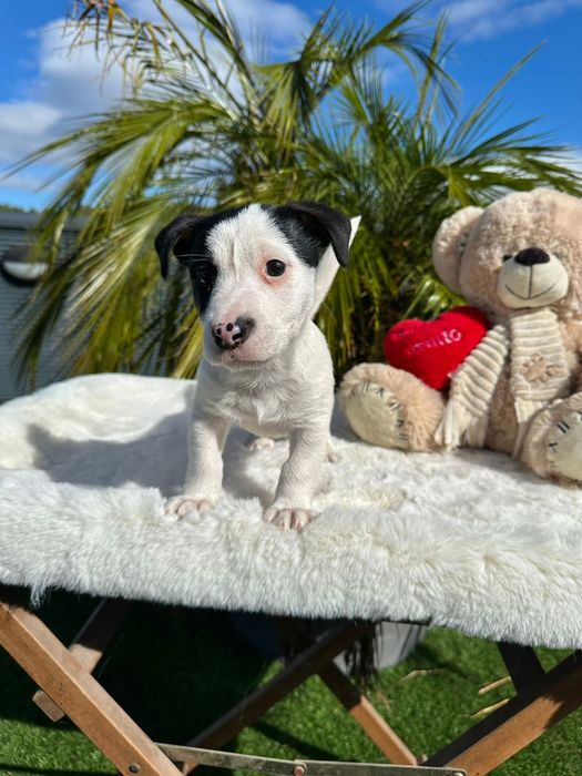 Jack Russell macho lindo
