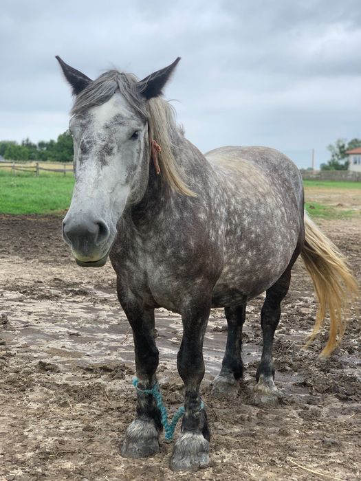 Sprzedam klacz z źrebakiem