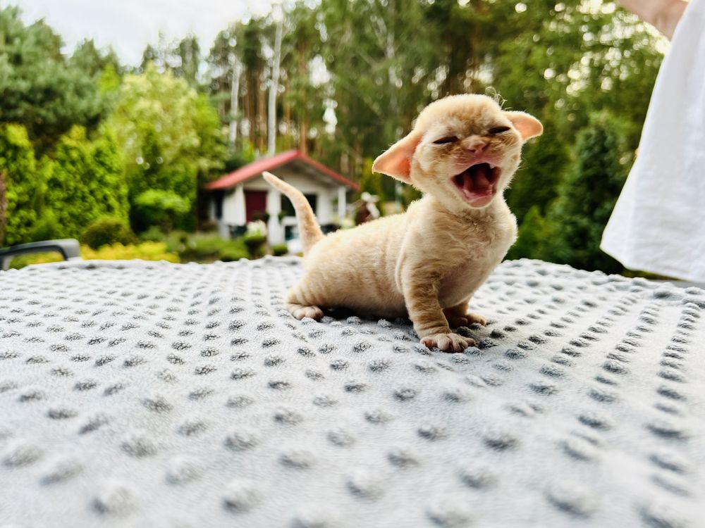 Ideakny hodowlany chlopiec devon rex