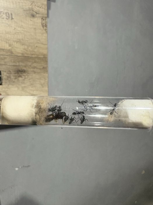 camponotus cruentatus 3-5w