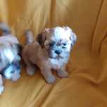 Lhasa apso kuzyn shih tzu