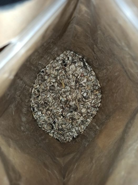 Nasiona słonecznika ozdobnego Taiyo