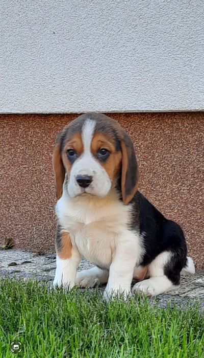 Beagle szczeniak