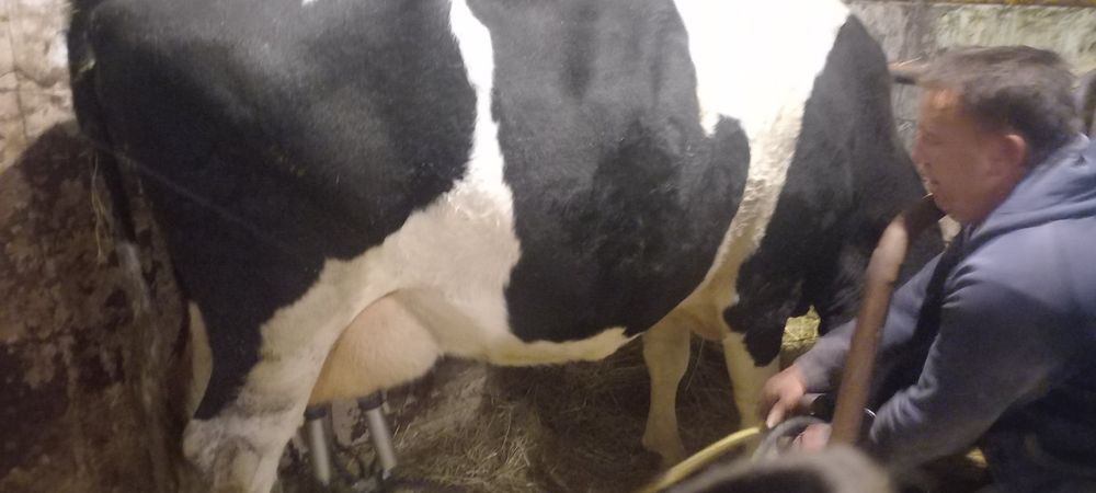 Продам добру молоду корову