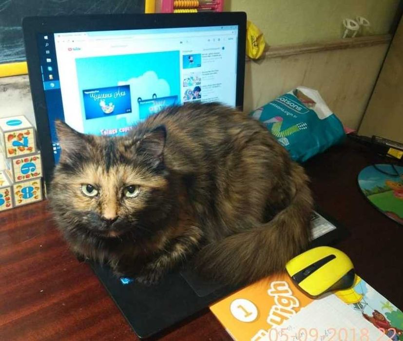 Загубилась кішка. Київ, Оболонь, вул. Прирічна,27. ВИНАГОРОДА