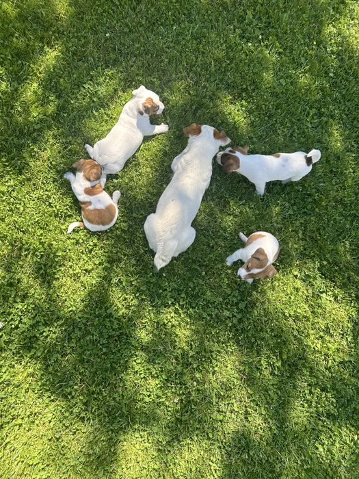 Jack Russel Terier Minuatura rezerwacja