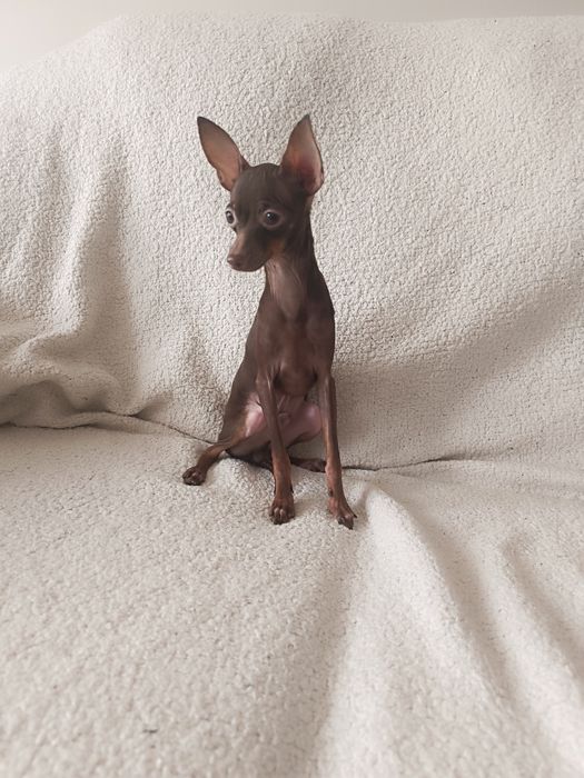 Rosyjski Toy (ratlerek), z dokumentami FCI