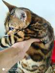 Gato de Bengala de excelente linhagem