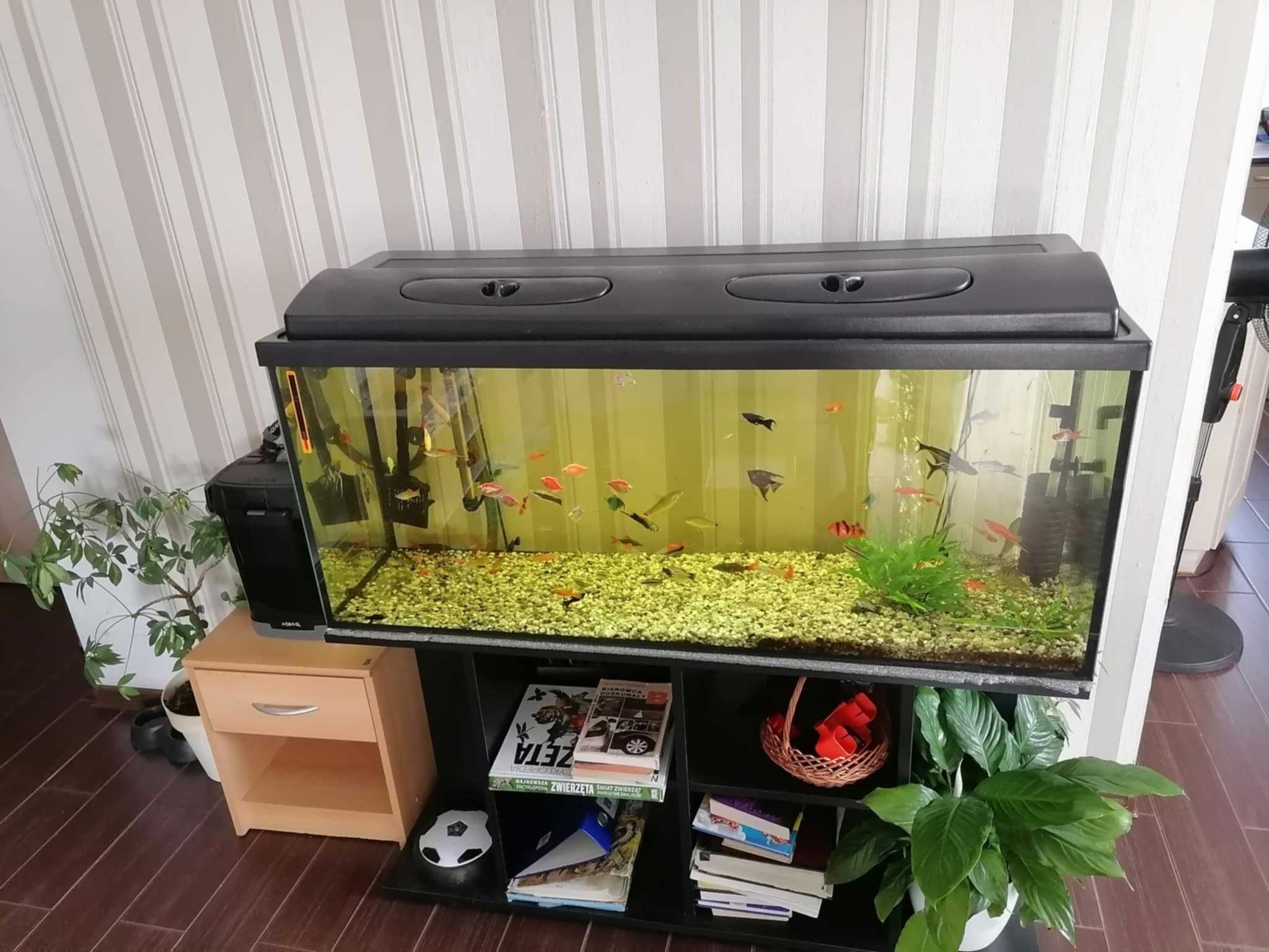 Akwarium 240l z szafką