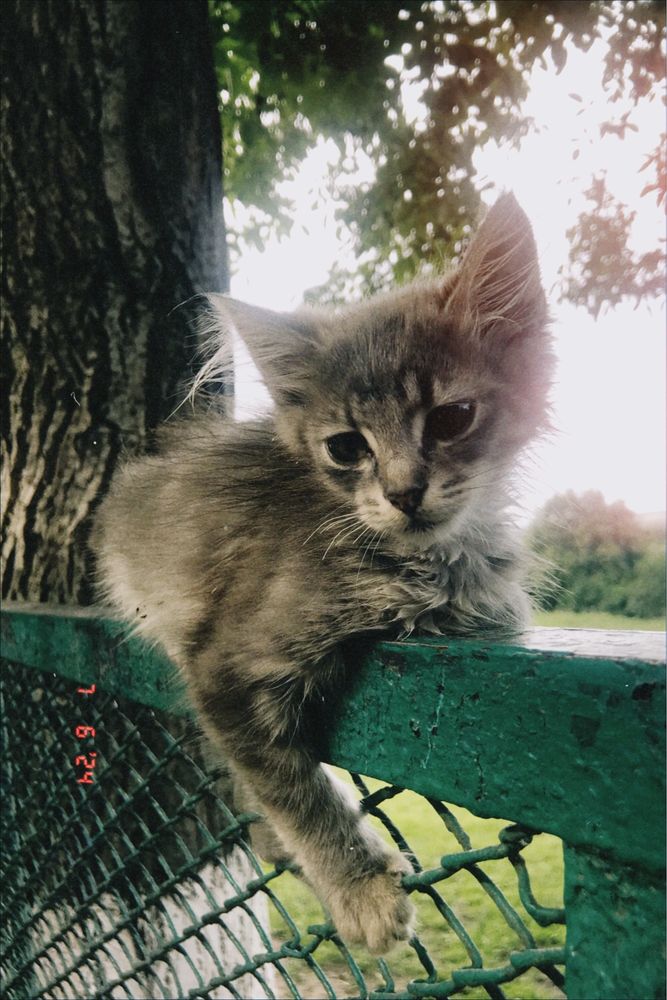 Віддам котиків