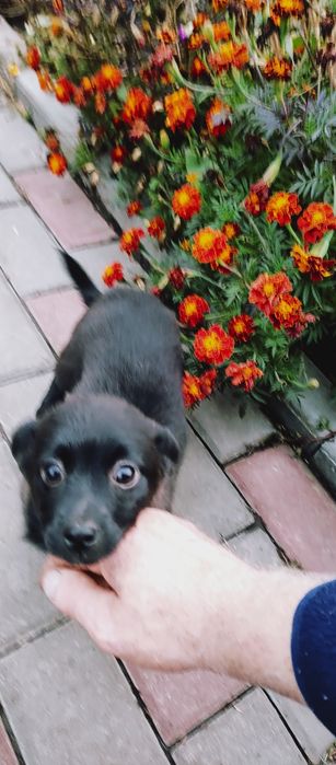 Собачка маленьких порід .