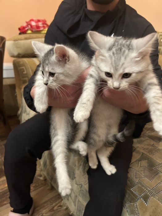 Котики кошенята котята кішка кот